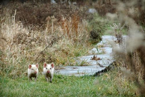 我們的環(huán)境會好嗎？——“數(shù)說”大氣、水、土壤污染防治三大戰(zhàn)役